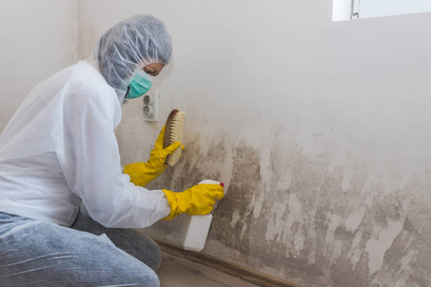 Best Certified Mold Removal  in Morganville, NJ