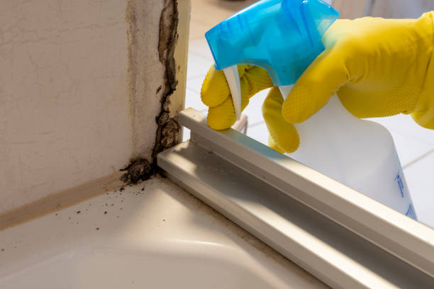 Best Fast Mold Removal  in Morganville, NJ