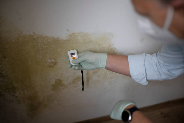 Best Mold Testing  in Morganville, NJ