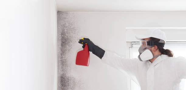 Attic Mold Removal in Morganville, NJ