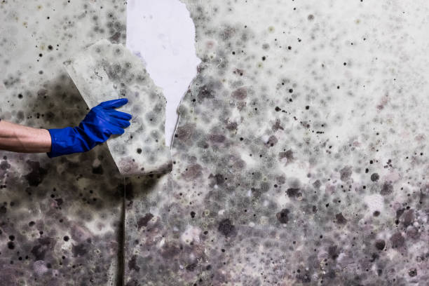 Best Best Mold Removal Companies  in Morganville, NJ