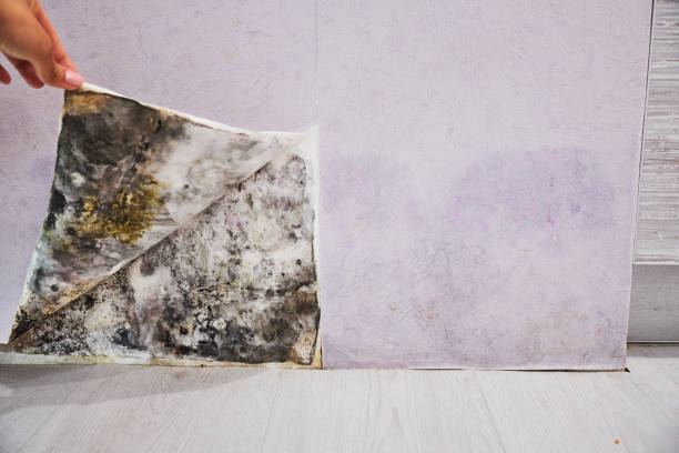 Morganville, NJ Mold Removal Company
